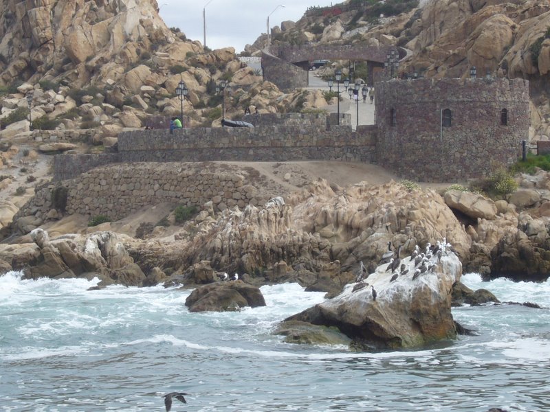Sea lion colony